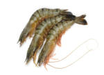 crevettes crues