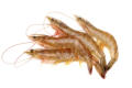 crevettes cuites
