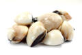 scallop