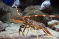 langouste